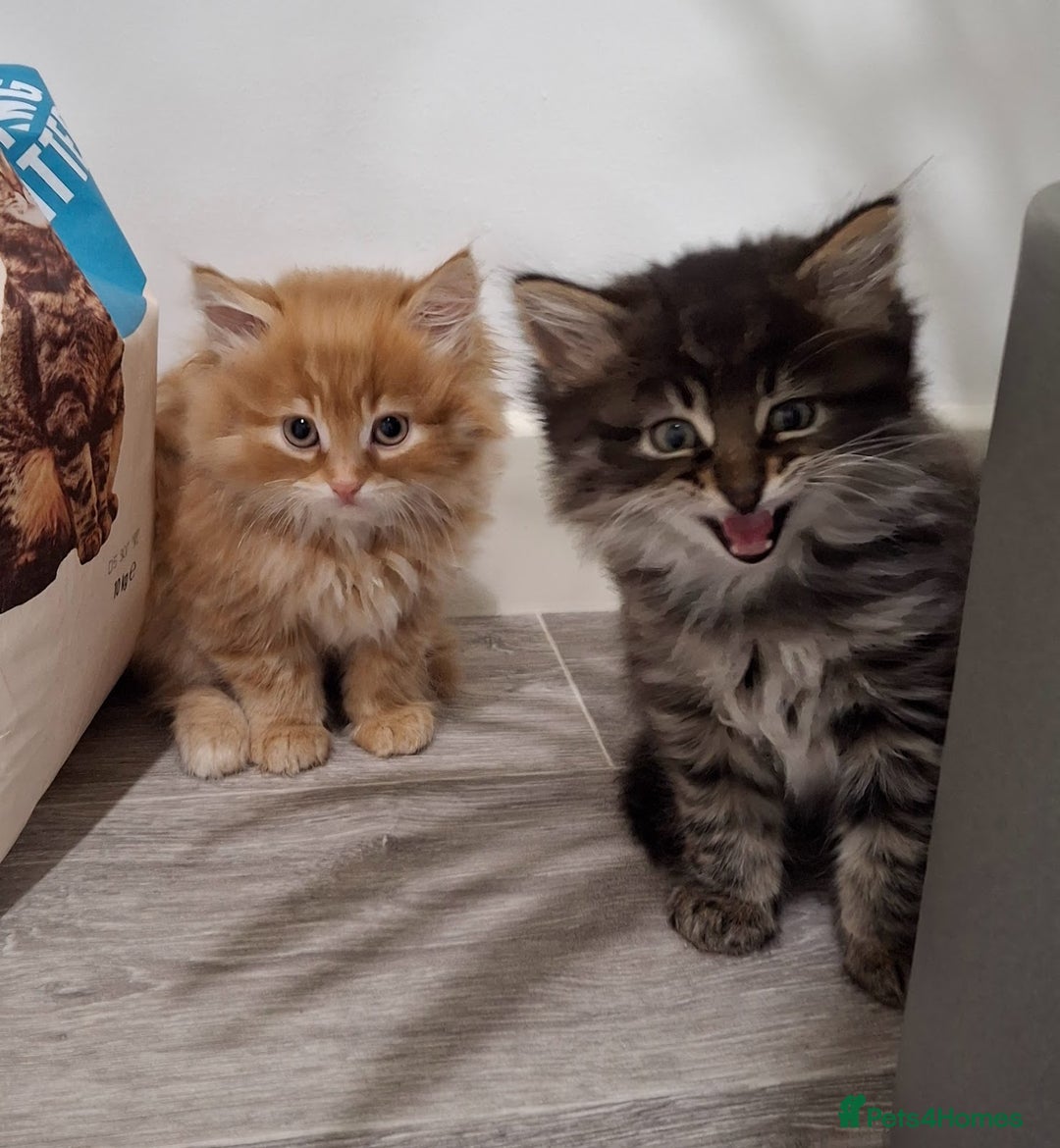 Maine Coon cats for sale: Absolutely Stunning Part Maine Coon Kittens - Advert 11