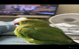 Parrots birds for sale: Indian ringneck - Advert 1