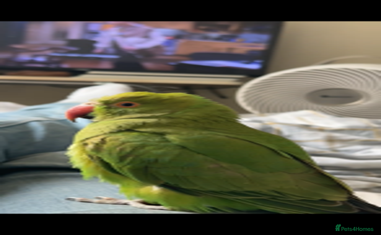 Parrots birds Indian ringneck - Advert 1