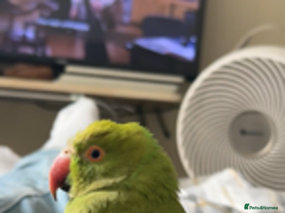 Parrots birds Indian ringneck - Advert 10