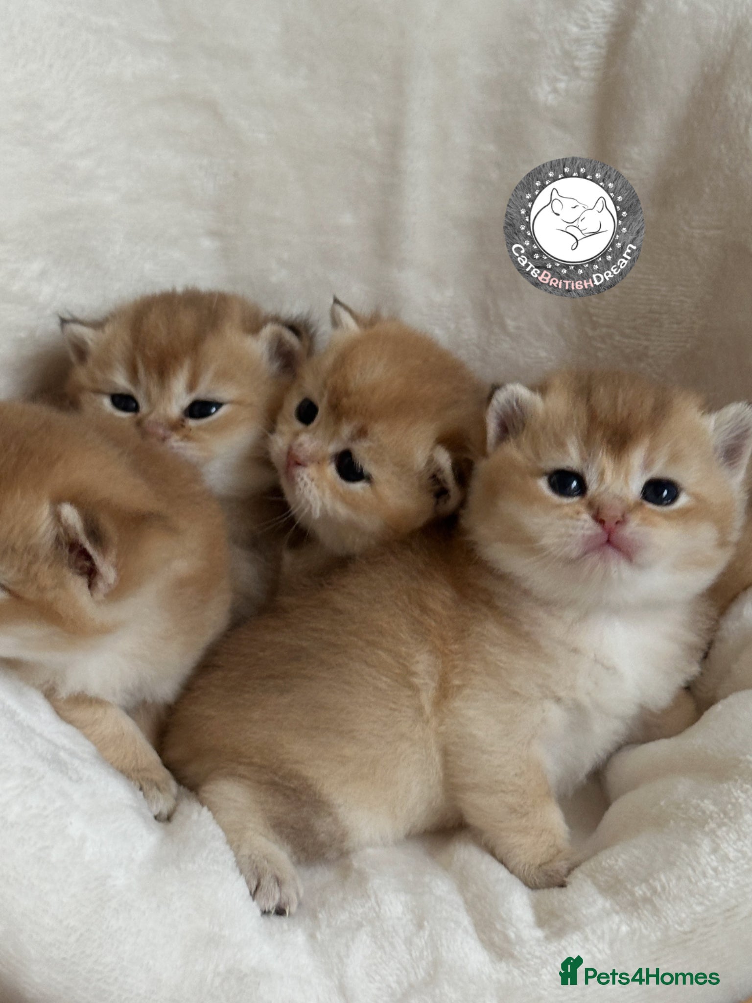 British Shorthair cats BSH Golden kittens from Champions Line 🏆 - Advert 1