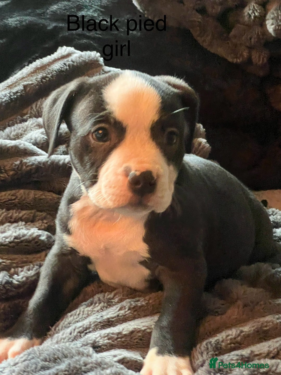 American Bully dogs for sale: Ready now! ABKC pocket bullies for sale.  - Advert 5