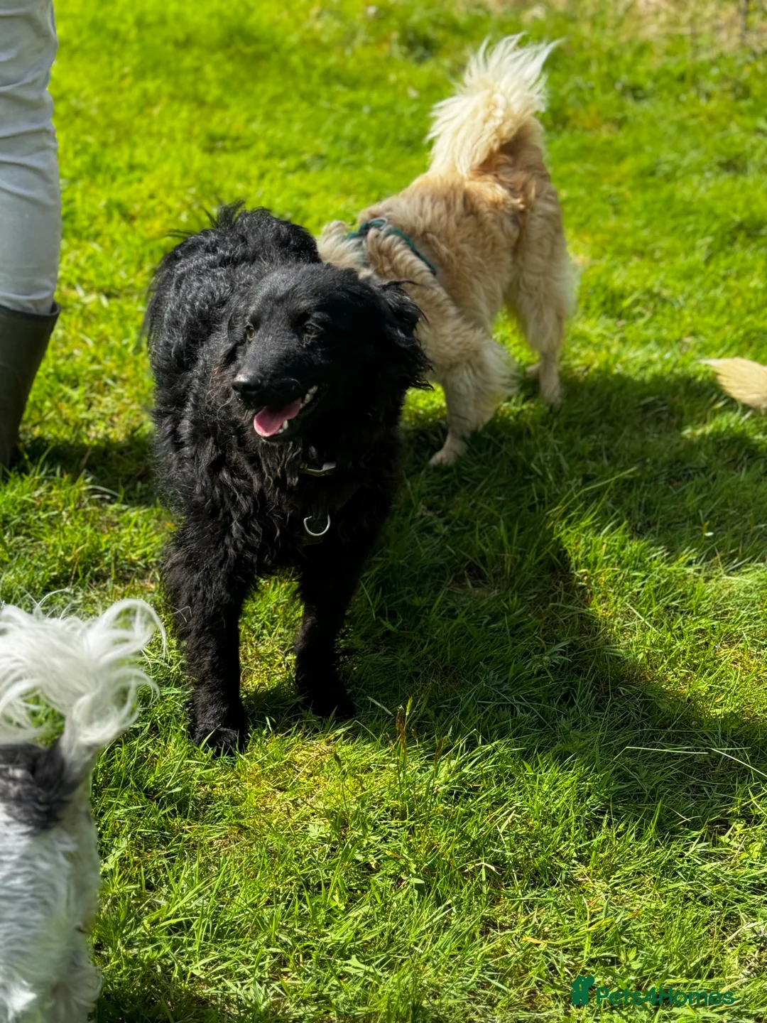 Mixed Breed dogs for adoption: Sweet Diana looking for a home in Salisbury - Advert 24