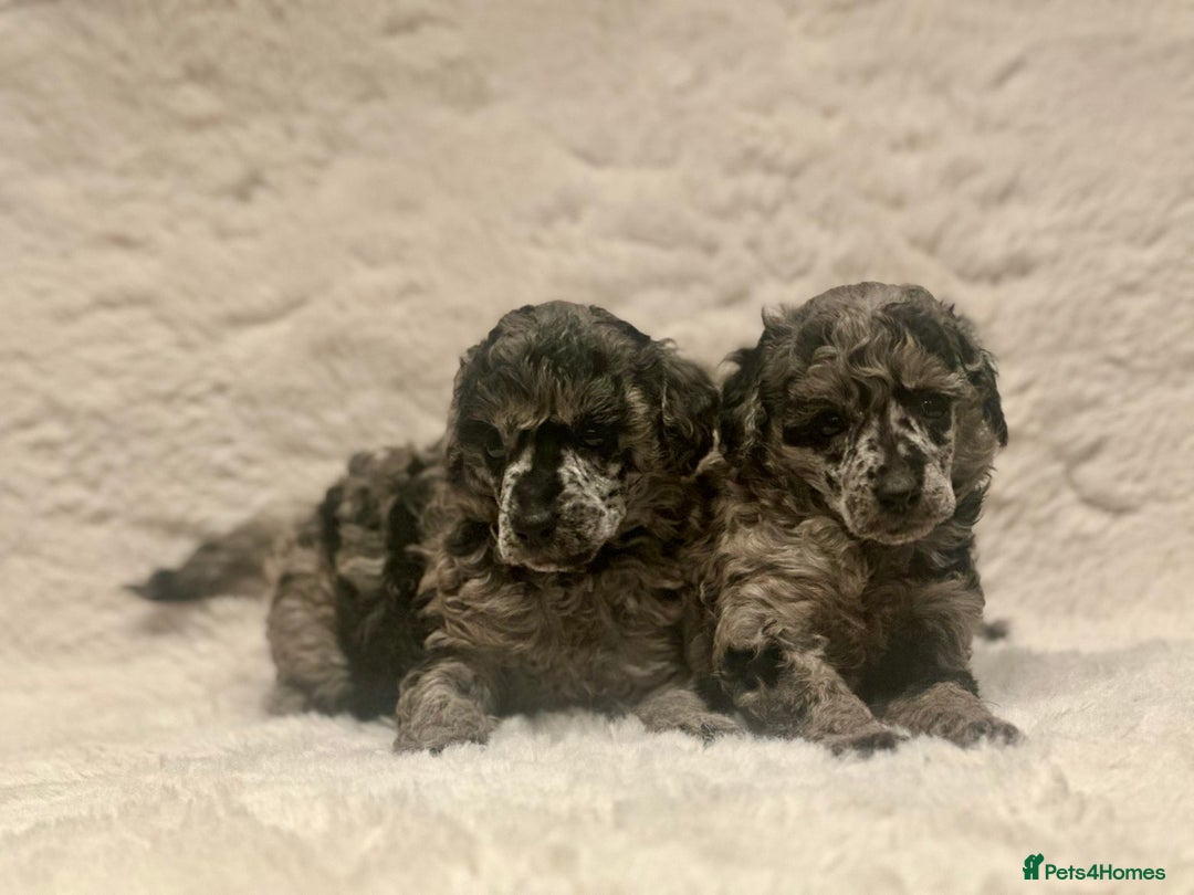 Miniature Poodle dogs for sale: Miniature poodle puppies  - Image 10