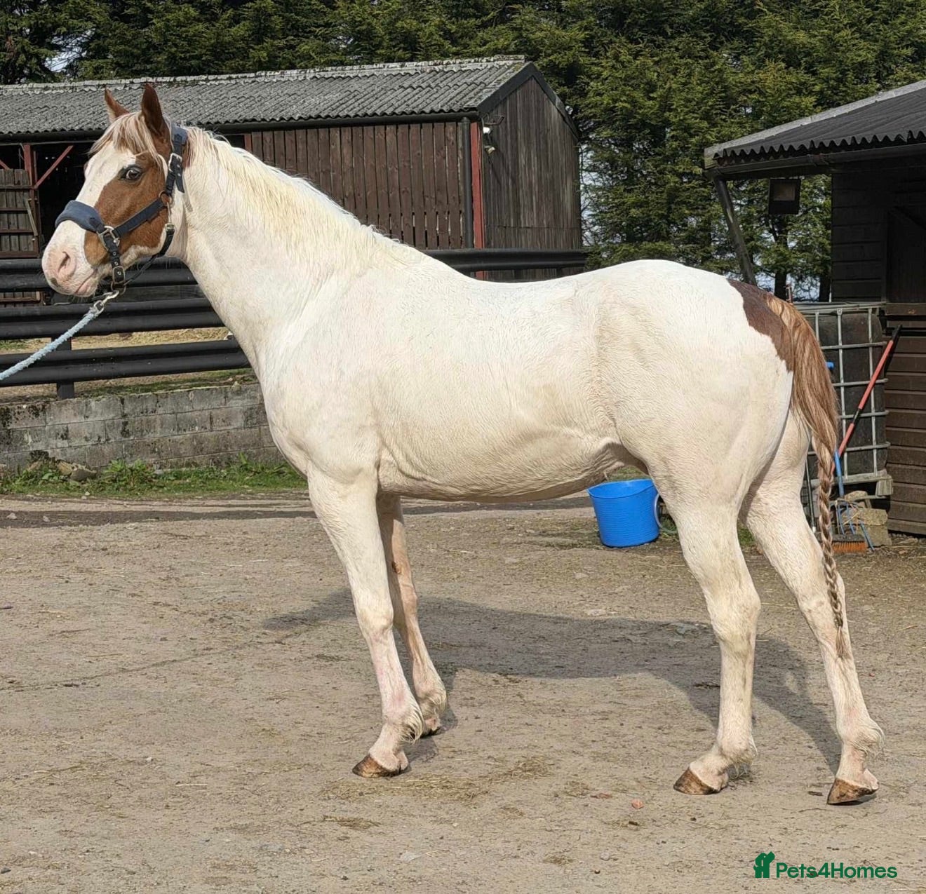 American Quarter horses Special Stallion - Looking for new pastures new  - Advert 1