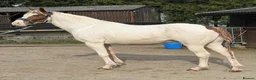American Quarter horses for sale: Special Stallion - Looking for new pastures new  - Advert 1
