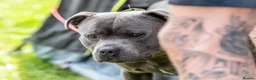 Staffordshire Bull Terrier dogs for stud: Bear/blue Staffordshire bull terrier - Advert 8