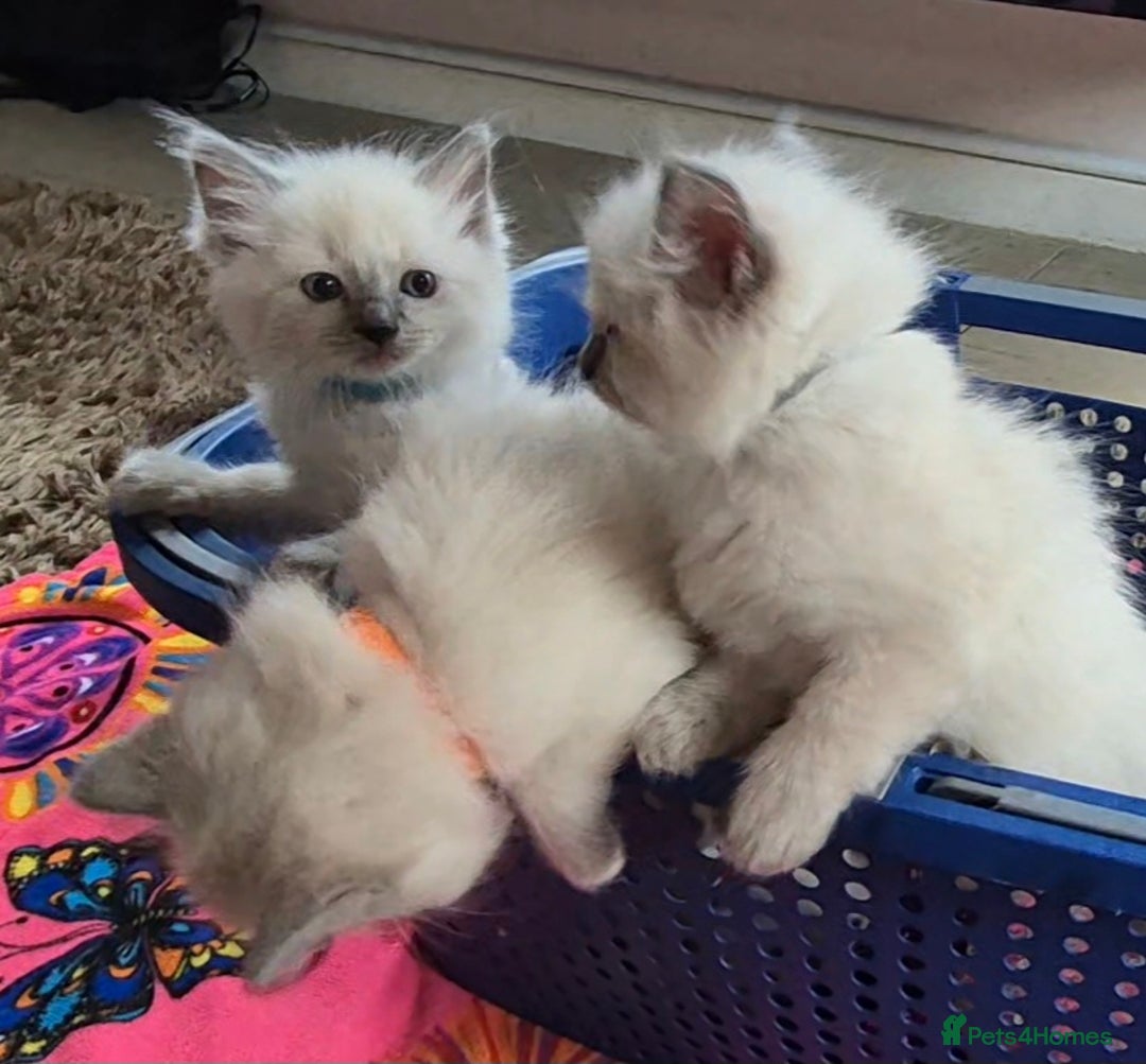 Ragdoll cats for sale: READY TO GO! Six Blue point Ragdoll cuties - Image 5