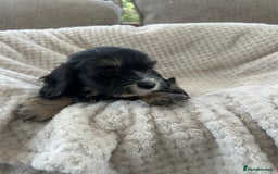 Cockapoo dogs for sale: Adorable F1 cockapoo puppies  - Image 25