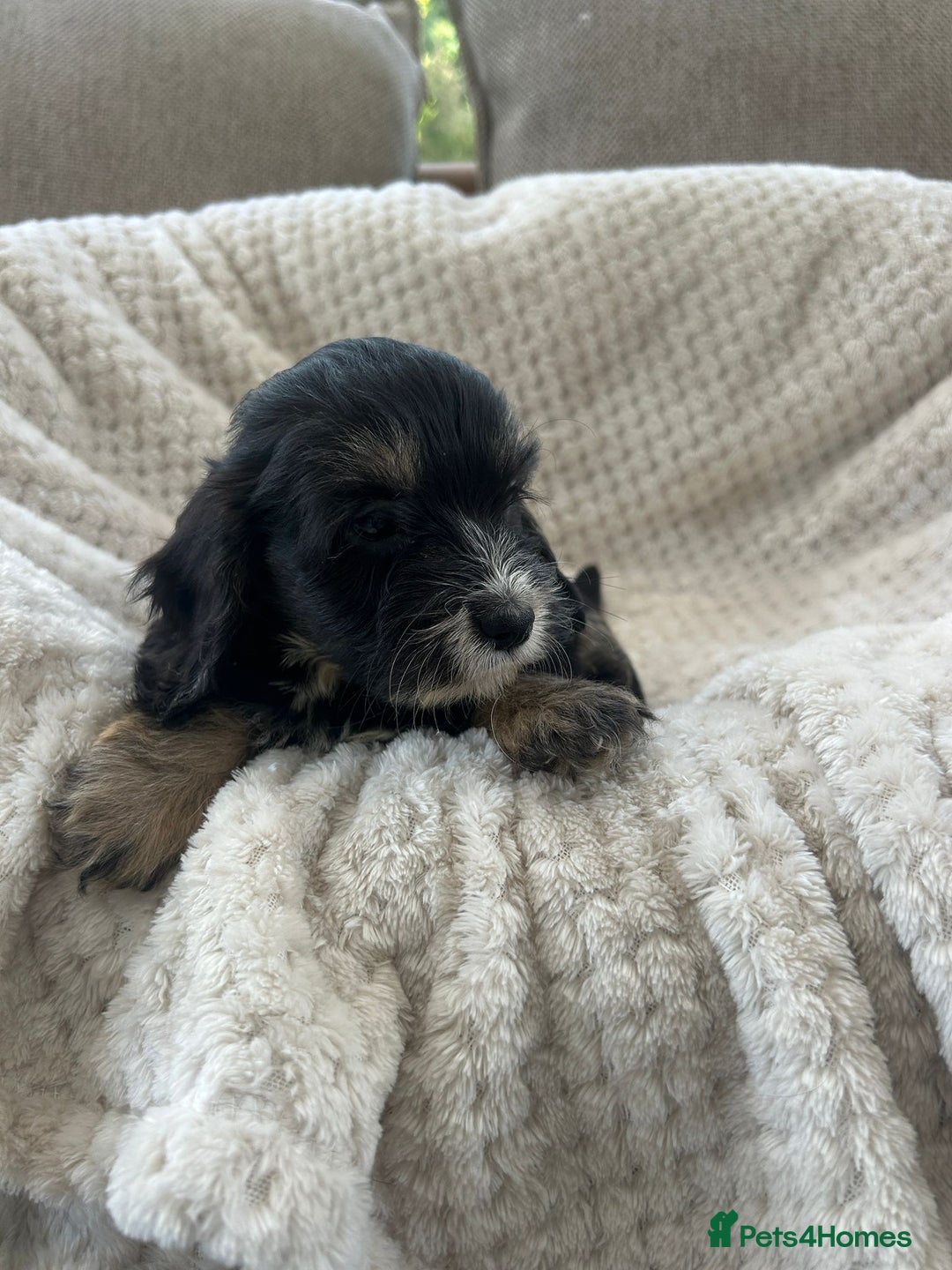 Cockapoo dogs for sale: Adorable F1 cockapoo puppies  - Image 25
