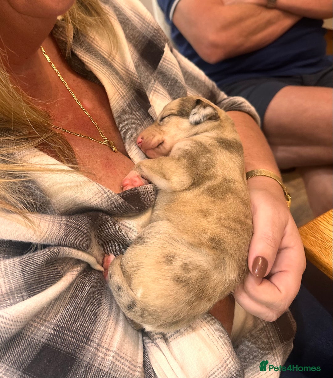 Lurcher dogs for sale: Beautiful lurcher puppies  - Advert 3