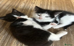 Mixed Breed cats for sale: Lovely little kittens - Image 4