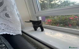 Bengal cats for sale: 6 Cross Bengal Kittens - Image 16