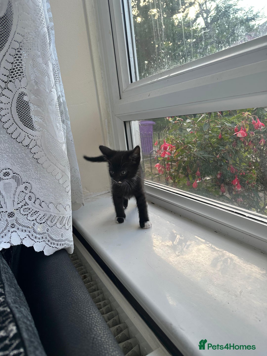 Bengal cats for sale: 6 Cross Bengal Kittens - Image 16