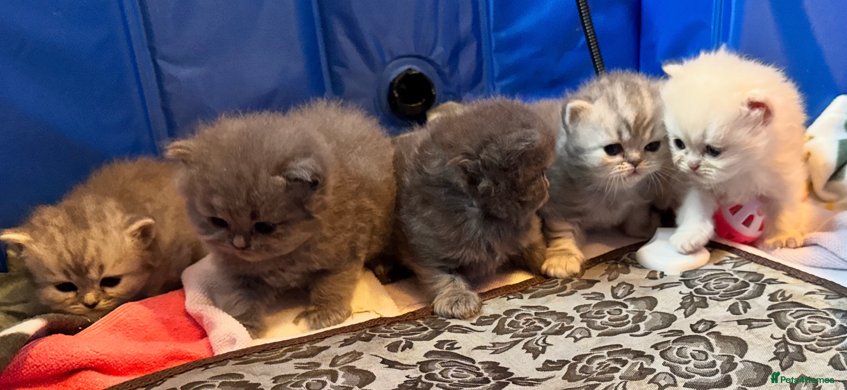 Maine Coon cats Main coon adorable kittens  - Advert 5