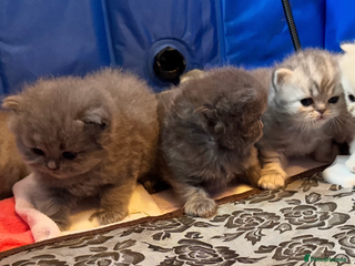 Maine Coon cats Main coon adorable kittens - Advert 5