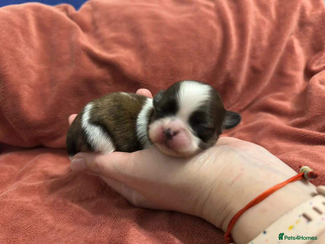 Shih Tzu dogs for sale: Adorable Shih Tzu Puppies Available 🐶💗 - Advert 5