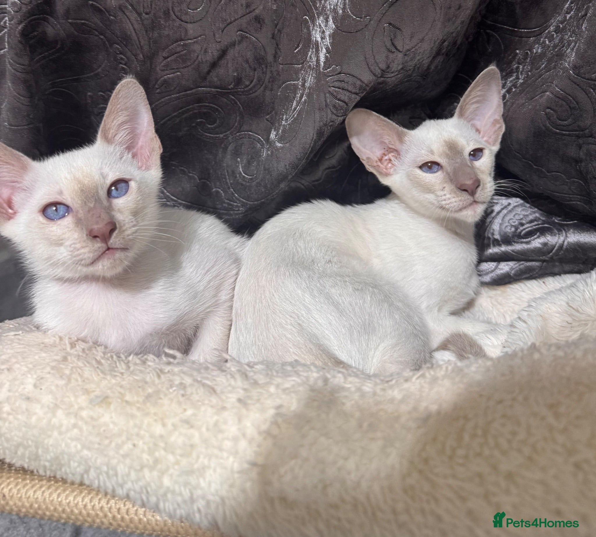 Siamese cats Ready now-2 cute lilac Siamese kittens available - Advert 4