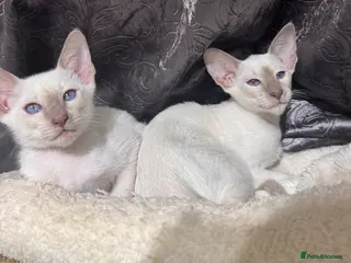 Siamese cats Ready now-2 cute lilac Siamese kittens available - Advert 4