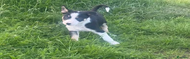 Border Collie Puppy 5