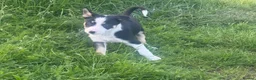 Border Collie dogs for sale: Farm bred Border Collie pups in Alnwick - Advert 7