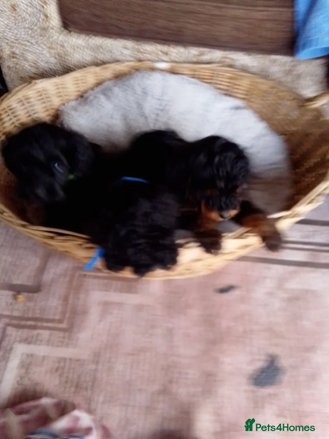Cockapoo dogs for sale:  cockapoodle in ELY - Advert 17
