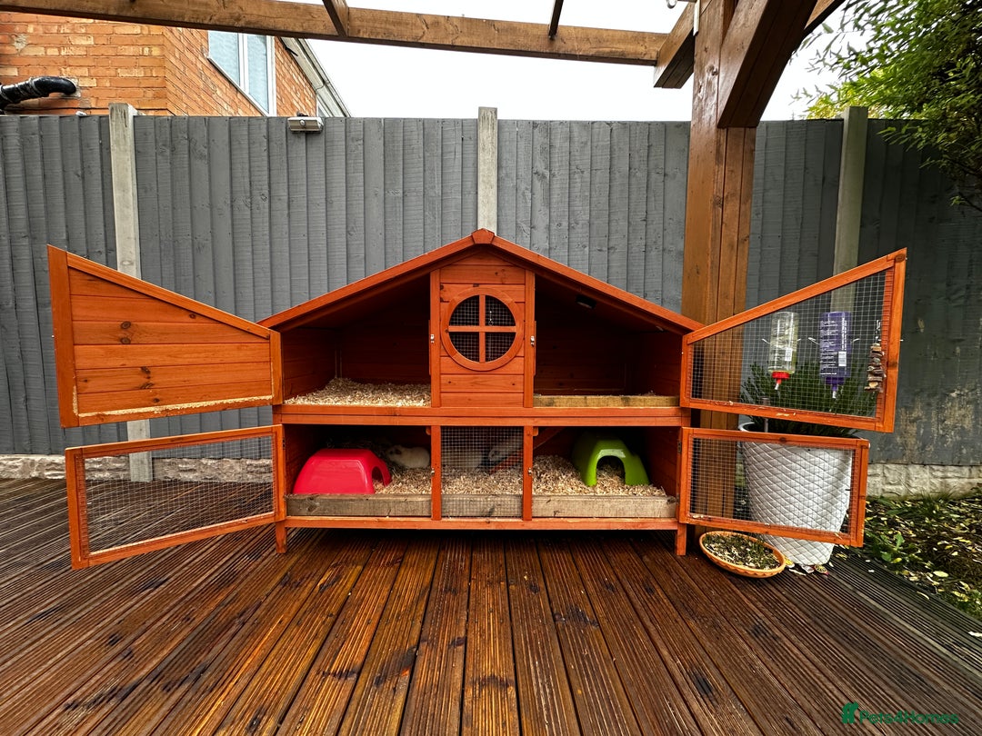 Guinea Pig rodents for sale: Teddy Guinea girls=£60 and few boys=£40 Thank you. - Advert 9