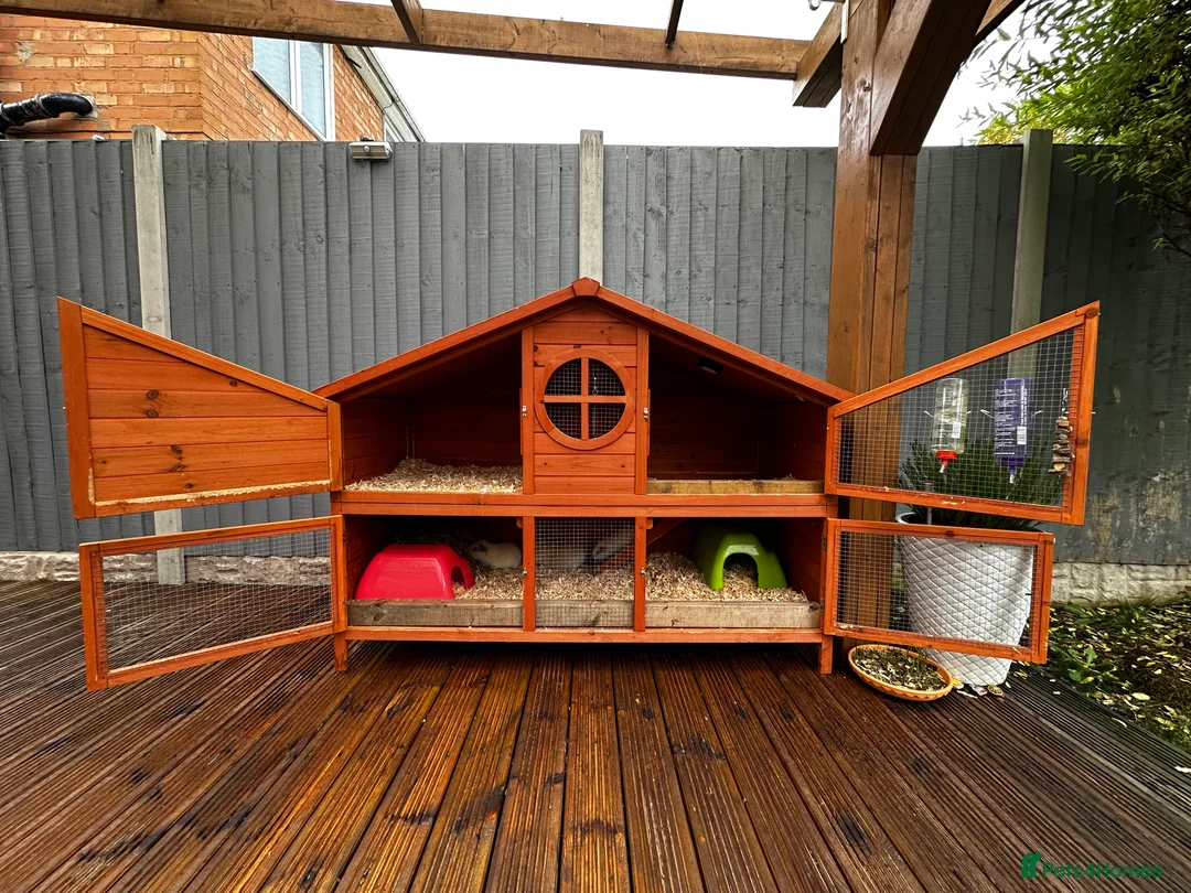 Guinea Pig rodents for sale: Teddy Guinea girls=£60 and few boys=£20 Thank you. - Advert 10