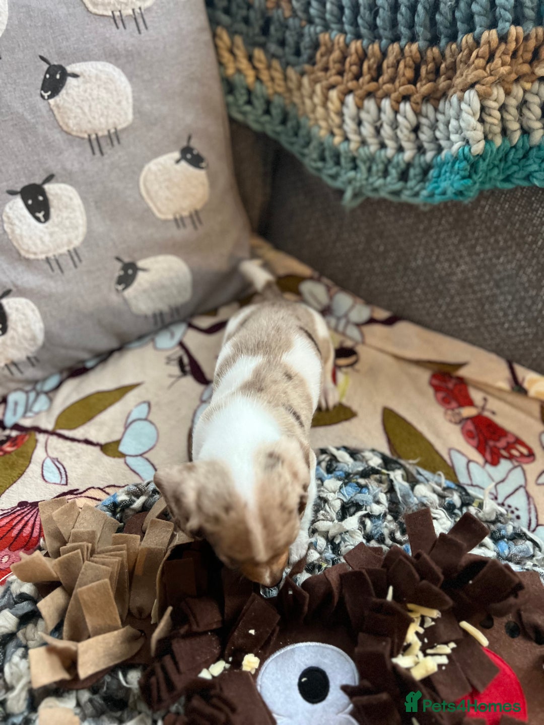 Miniature Dachshund dogs for sale: Miniature dachshund puppies short haired - Image 11