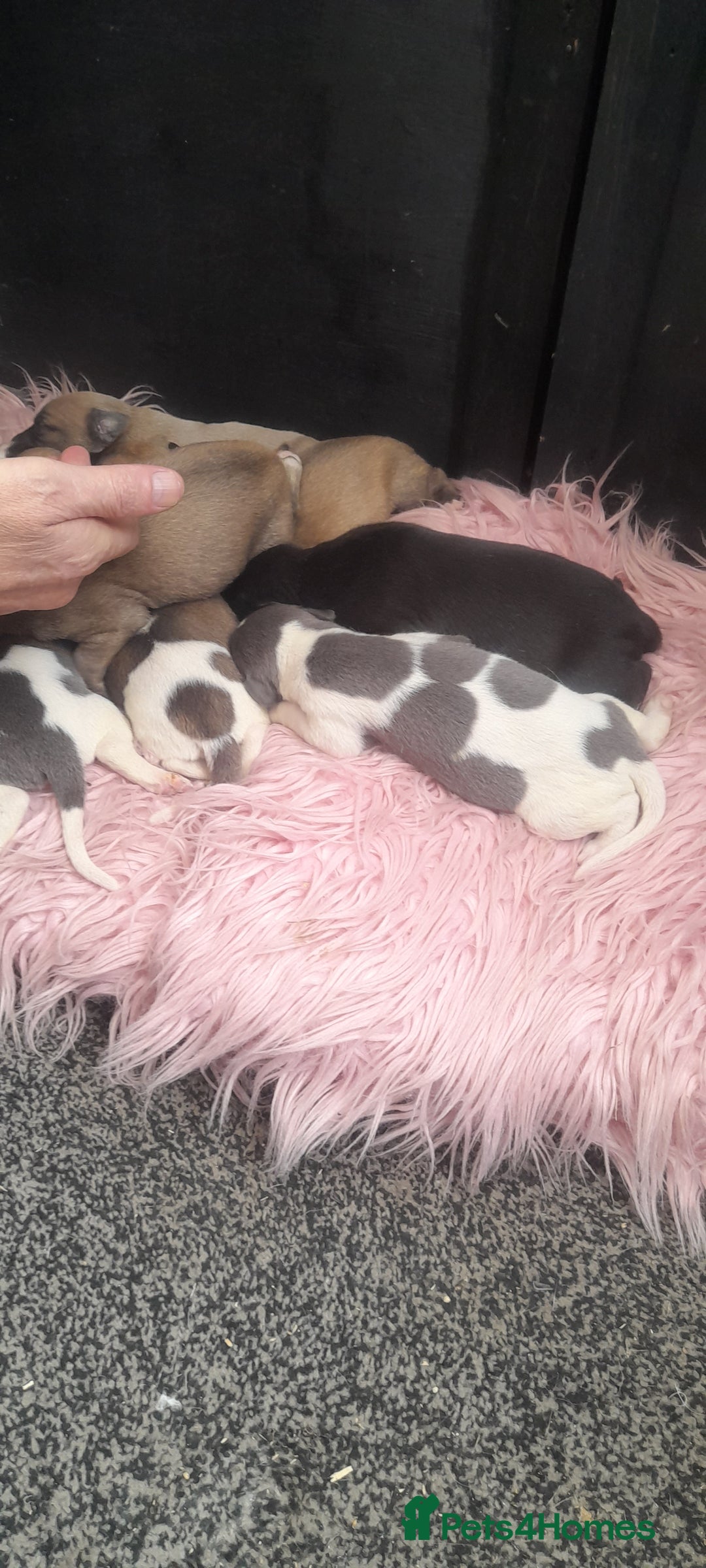 Whippet dogs for sale: Kc registered whippet pups  - Image 6