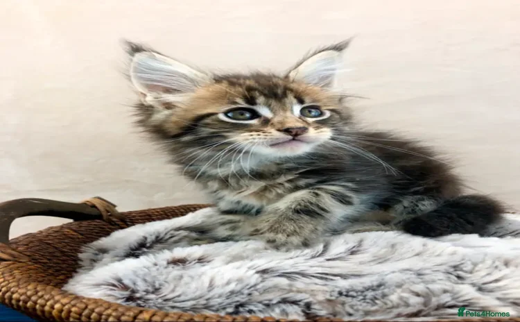 Maine Coon cats - Advert 1