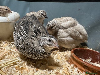 Quail poultry Young Male and Female Coturnix Quail - Advert 1