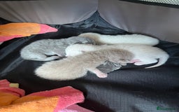Mixed Breed cats for sale: Beautiful Ragdoll x BSH kittens for sale! - Image 31