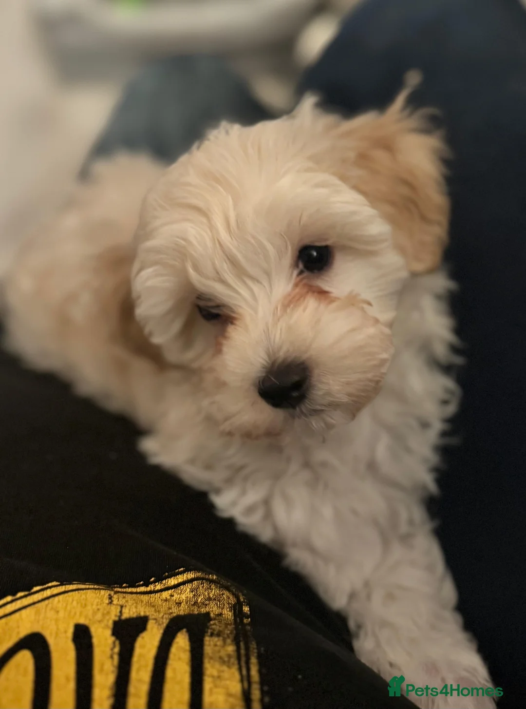 Maltipoo dogs for sale: Maltipoo male puppy - Advert 1
