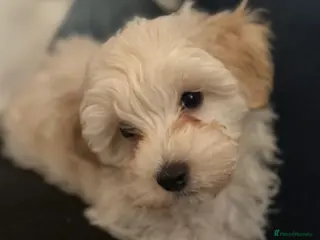 Maltipoo dogs Maltipoo male puppy - Advert 2
