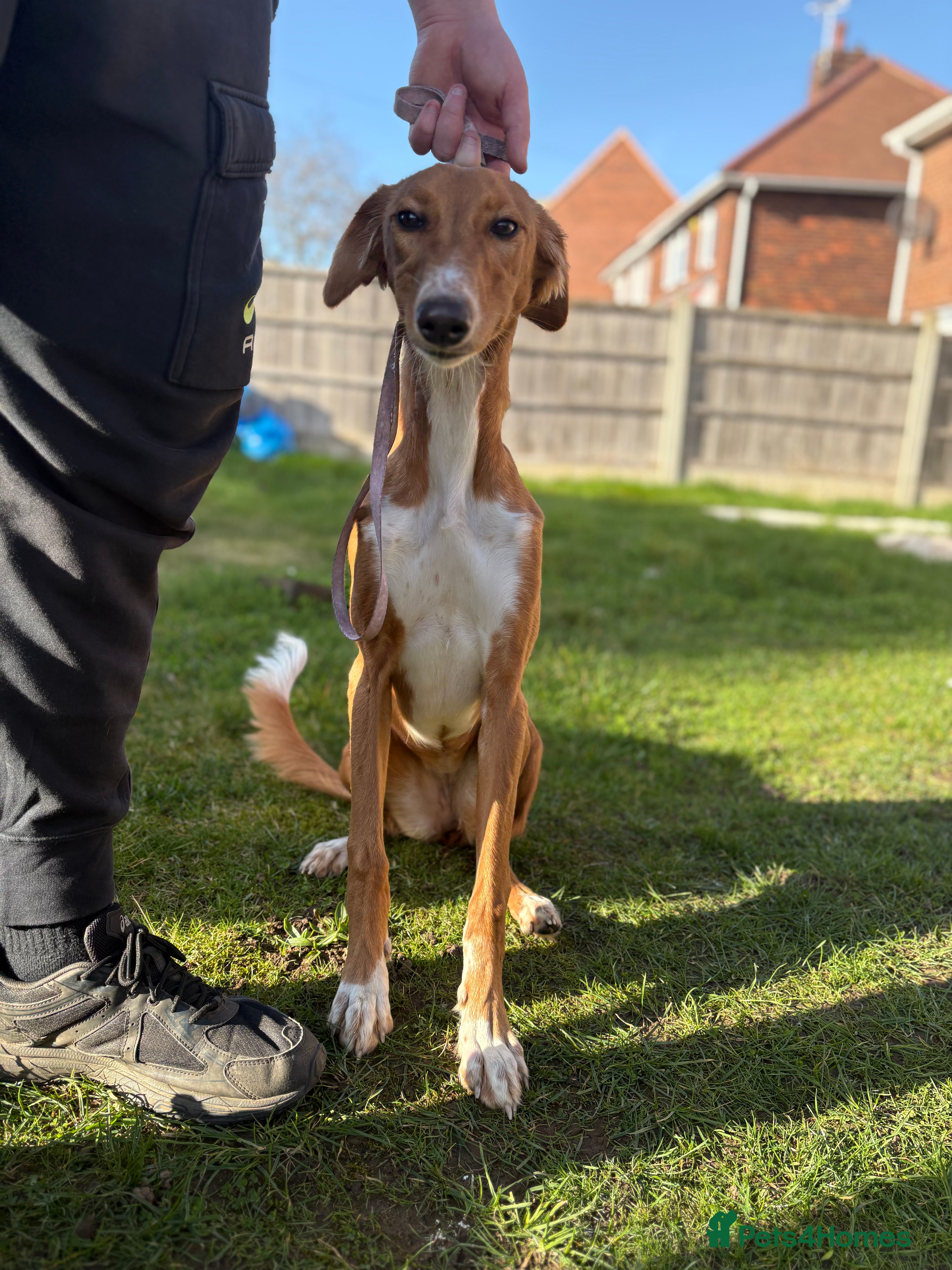 Saluki dogs Saluki greyhound  - Advert 1