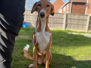 Saluki dogs Saluki greyhound - Advert 1