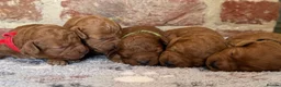 Cavapoo dogs for sale: F1b males 🐾 - Advert 9