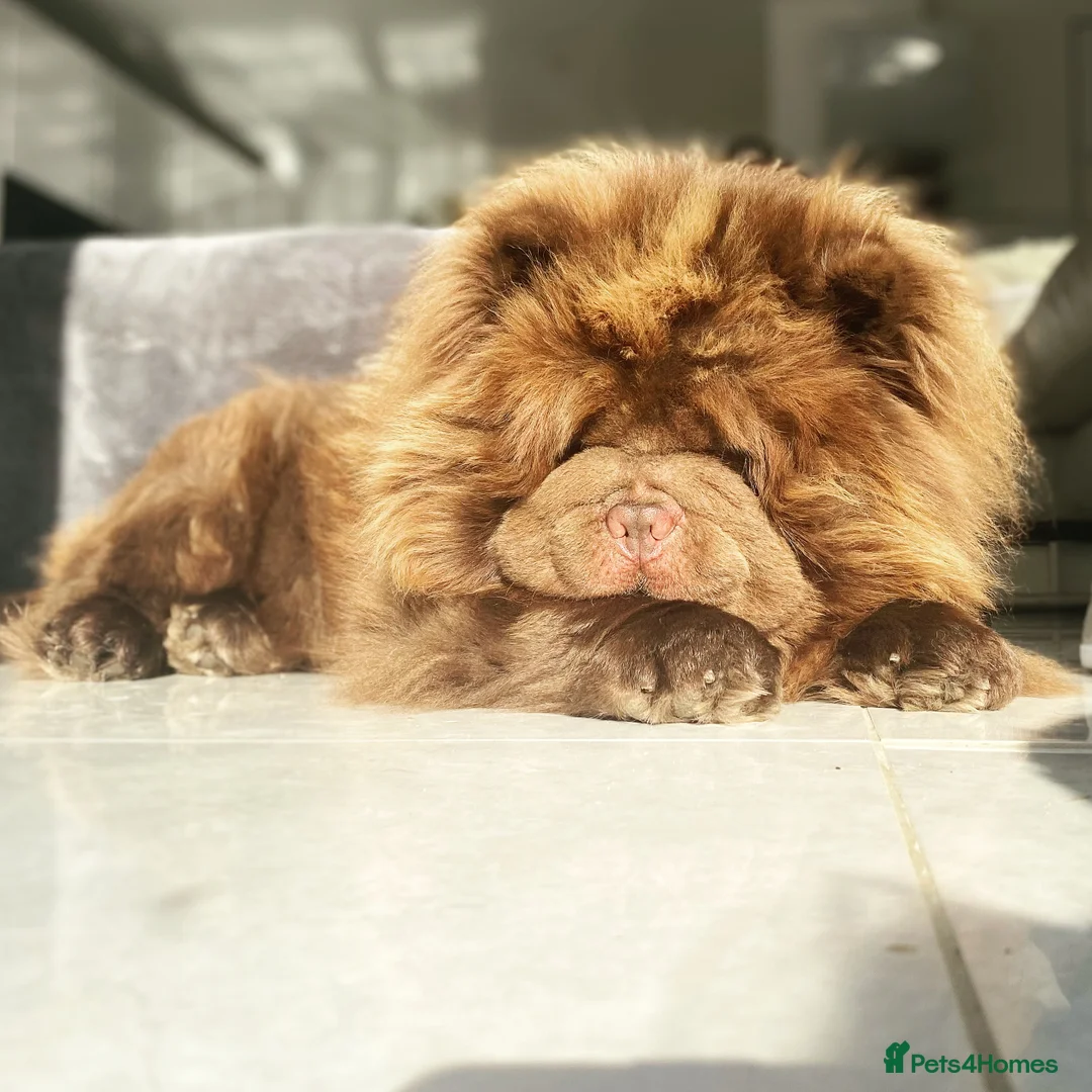 Chow Chow dogs for stud: HERSHEY the famous chocolate carrying blue. in Cheltenham - Advert 9