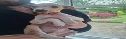 Italian Greyhound dogs for sale: 2 Beautiful boys KC Registered  - Advert 5
