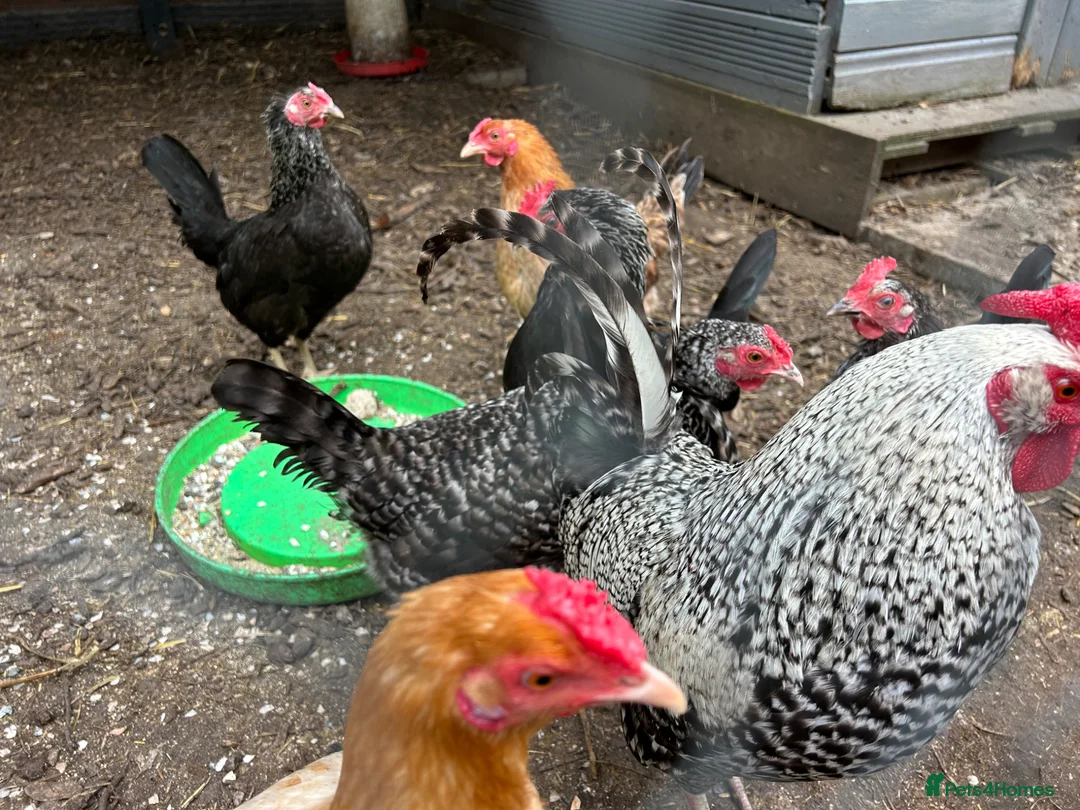 Mixed Breed poultry for sale: Hybrid Bantam Hatching eggs in York - Advert 2