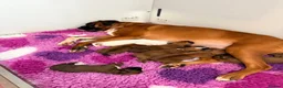 Boxer dogs for sale: Kc Red&White Boxer puppies health tested parents  - Advert 1