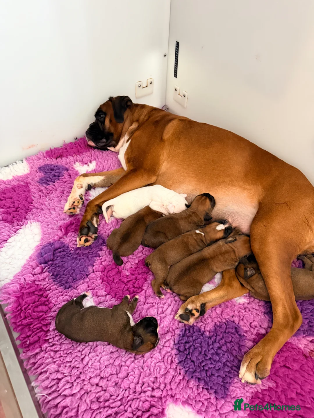 Boxer dogs for sale: Kc Red&White Boxer puppies health tested parents  - Advert 1