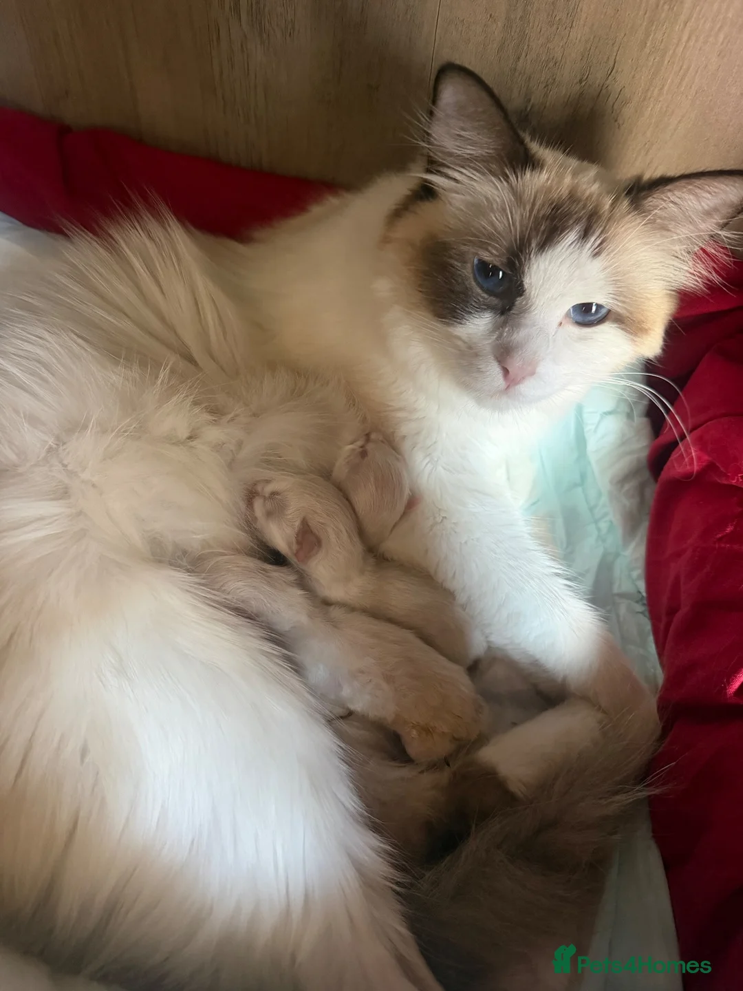 Ragdoll cats for sale: One ragdoll girls  - Advert 1