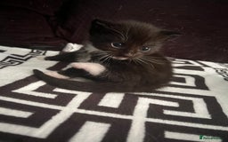 Mixed Breed cats for sale: Toxido kittens  - Image 8