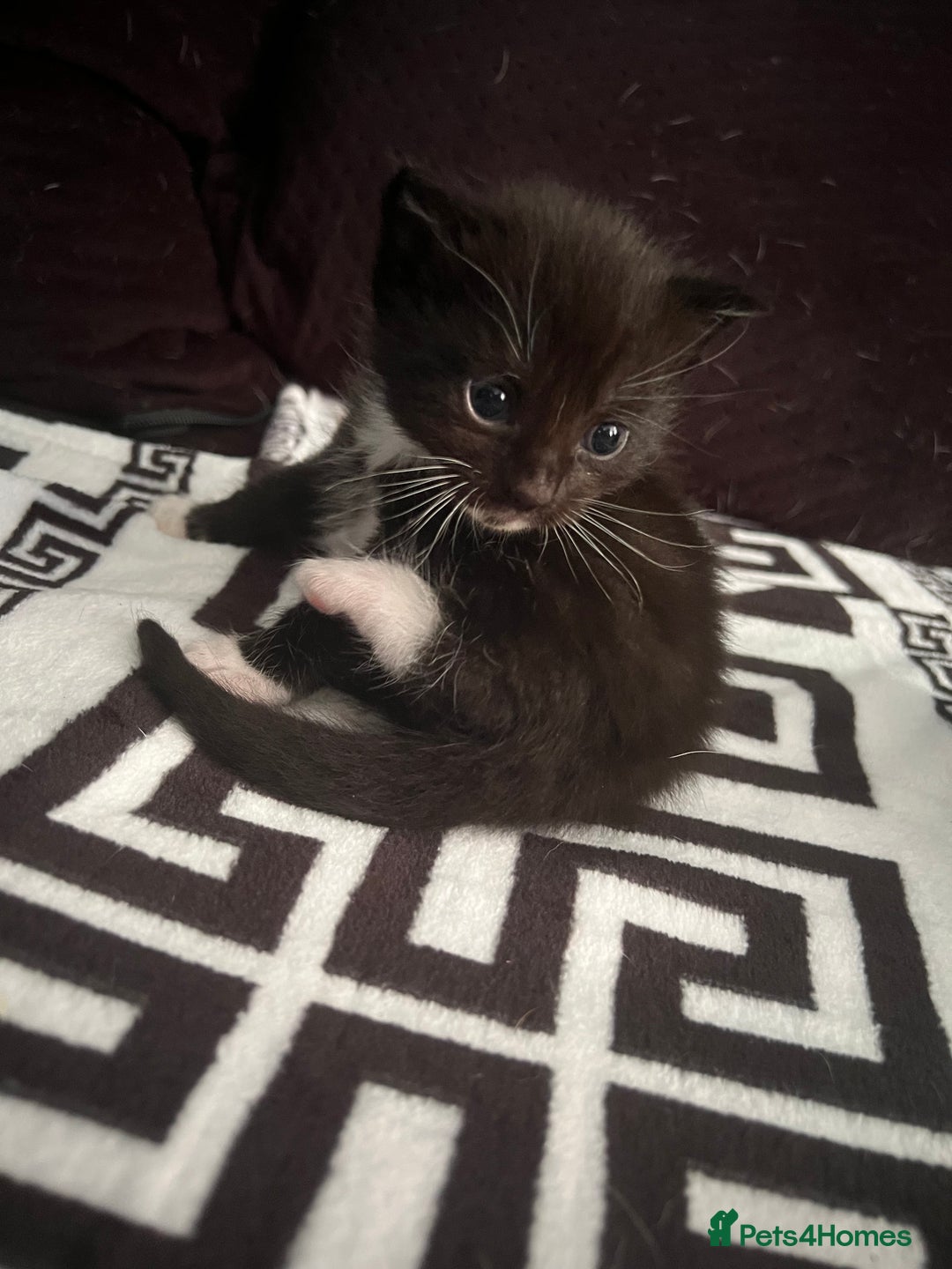 Mixed Breed cats for sale: Toxido kittens  - Image 8