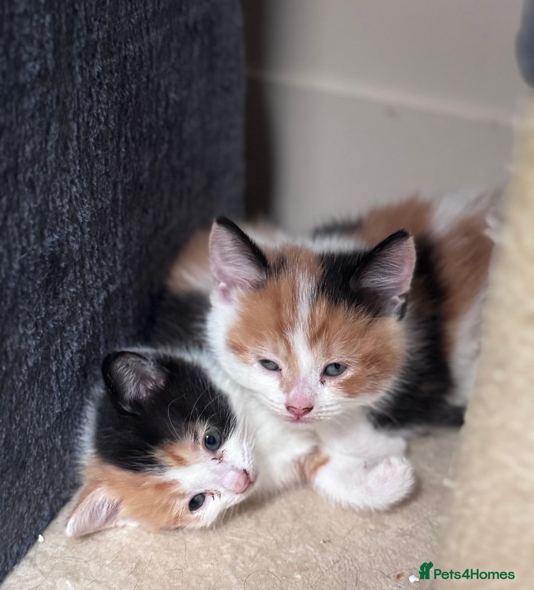 American Shorthair cats for sale: 1 grey male and 2 female for sale  - Advert 8