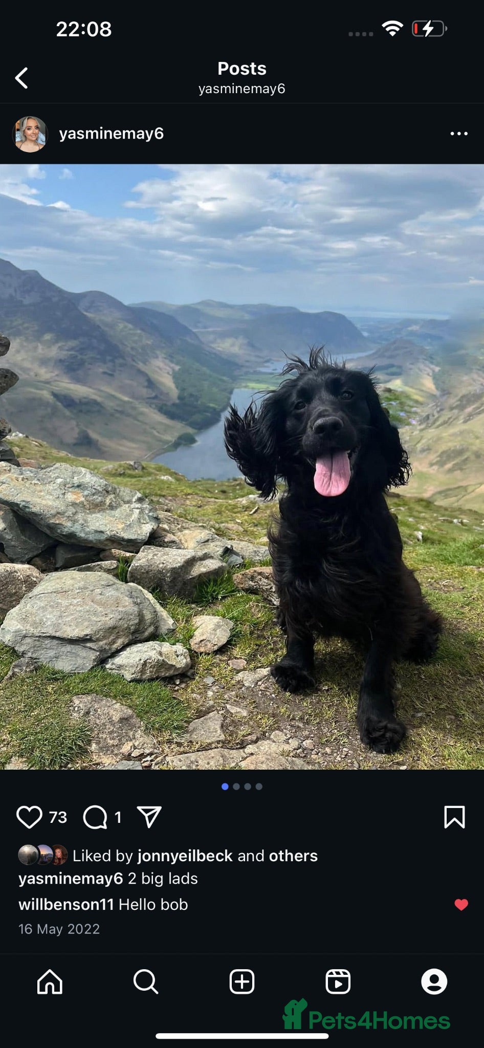Cocker Spaniel dogs KC registered Working Cocker spaniel for stud  - Advert 16