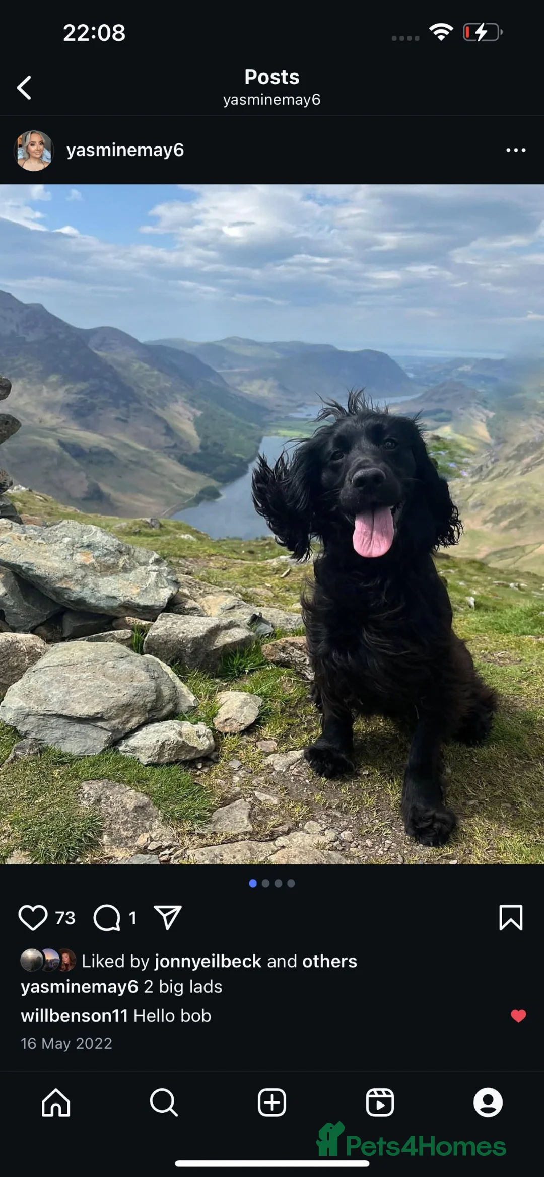 Cocker Spaniel dogs for stud: KC registered Working Cocker spaniel for stud  in Whitehaven - Advert 1