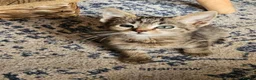 Mixed Breed cats for sale: Beautiful kittens looking for there forever homes - Advert 3